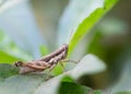 Grasshoppers on the green leaves in the park