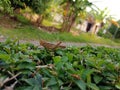 grasshoppers on green leaves in a village