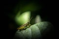 Grasshoppers are a group of insects belonging to the suborder Afterlife. Royalty Free Stock Photo