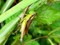 Grasshoppers are herbivores of the suborder Caelifera in the order Orthoptera.  This insect has antennae Royalty Free Stock Photo