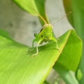 Grasshoppers are herbivorous insects from the suborder Caelifera the order Orthoptera