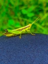 Grasshoppers are insects that we can find in the fields