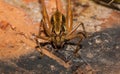 Grasshopper defending brick