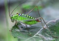 Grasshoppers on leaf Royalty Free Stock Photo