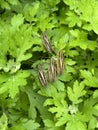 Grasshoppers on leaves