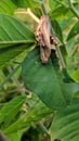 Grasshoppers on leaves