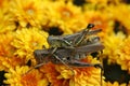 Grasshoppers mating