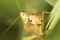 Grasshoppers mating on green grass