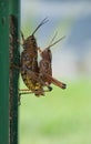 Grasshoppers mating on a metal post