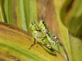 Grasshoppers mating