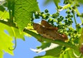 Grasshoppers in mating on vine branch Royalty Free Stock Photo