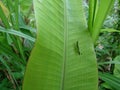 Grasshoppers perched on banana leaves