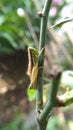 grasshoppers perched on flower stalks | Nature Concept