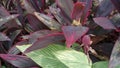 grasshoppers perched on the leaves