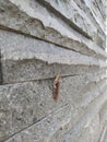 grasshoppers perched on natural stones