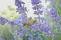 Grasshoppers in the purple flowers