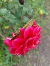 Grasshoppers and red flower