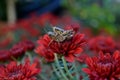 Grasshoppers on a red flower