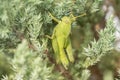 Grasshoppers remaining in a plant, Acrididae