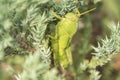 Grasshoppers remaining in a plant, Acrididae