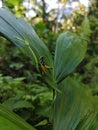 grasshoppers with several color patterns