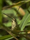 Grasshoppers stare Royalty Free Stock Photo