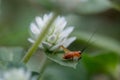 Grasshoppers on tree in forest