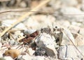 Grasshoppers Royalty Free Stock Photo