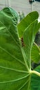 grasshoppers and young fresh leaves ...so nature