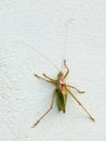 Grasshoppper on a white background latin Caelifera