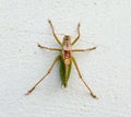 Grasshoppper on a white background latin Caelifera