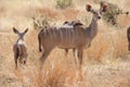 Antelope at Ruaha national park ,Tanzania east Africa. Royalty Free Stock Photo