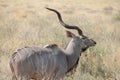 Antelope at Ruaha national park ,Tanzania east Africa. Royalty Free Stock Photo