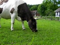 Grassing cow Royalty Free Stock Photo