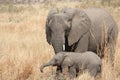 Elephants at Ruaha national park ,Tanzania east Africa. Royalty Free Stock Photo