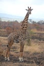 Animals at ruaha national park Royalty Free Stock Photo