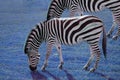 Grassing zebra