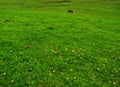 Grassland Royalty Free Stock Photo