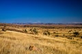 Grassland Royalty Free Stock Photo