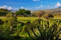 Grassland, bush and savanna landscape. Tsavo West, Kenya, Africa