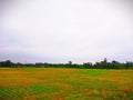 Grassland at Chattogram Bangladesh Royalty Free Stock Photo
