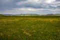 China`s Inner Mongolia hulun buir grassland scenery. Wild flowers.