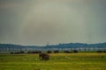 Grassland elephant Sri Lanka Minnia National Park Royalty Free Stock Photo