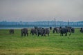 Grassland elephant Sri Lanka Minnia National Park Royalty Free Stock Photo