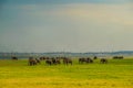 Grassland elephant Sri Lanka Minnia National Park Royalty Free Stock Photo