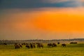 Grassland elephant Sri Lanka Minnia National Park Royalty Free Stock Photo