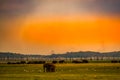 Grassland elephant (Sri Lanka Minnia National Park) Royalty Free Stock Photo