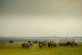 Grassland elephant (Sri Lanka Minnia National Park) Royalty Free Stock Photo