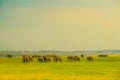 Grassland elephant (Sri Lanka Minnia National Park) Royalty Free Stock Photo