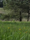 Grassland field Pine Trees